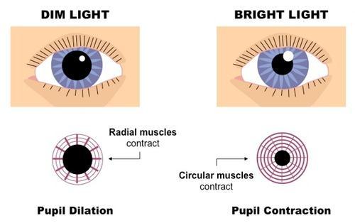 Pupil Reflex Low Light Intensity - radial muscles contract - circular muscles relax - pupil dilates - more light
