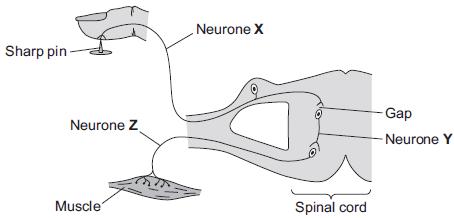 Q5.The diagram below shows the pathway for a simple reflex action. (a) What type of neurone is neurone X? Draw a ring around the correct answer.