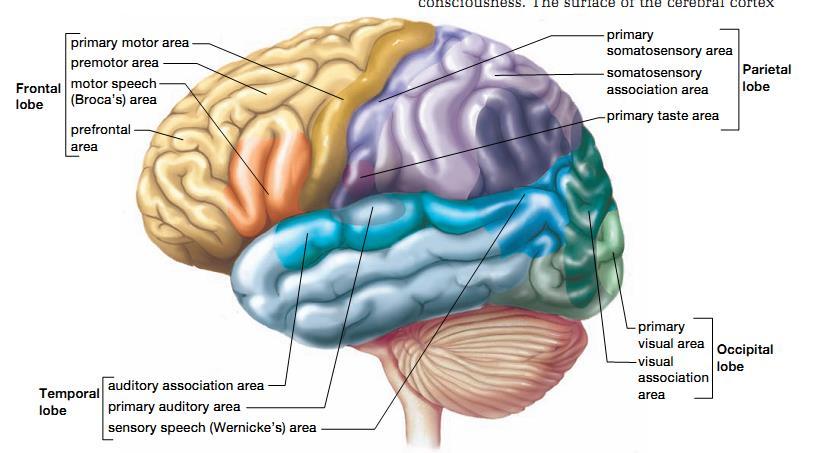 The Brain Parts and Functions Cerebrum: the part of the brain where all information from our senses is sorted and interpreted.