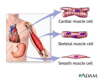 THREE TYPES OF MUSCLES 1) SKELETAL MUSCLES (attached to bones) 2)