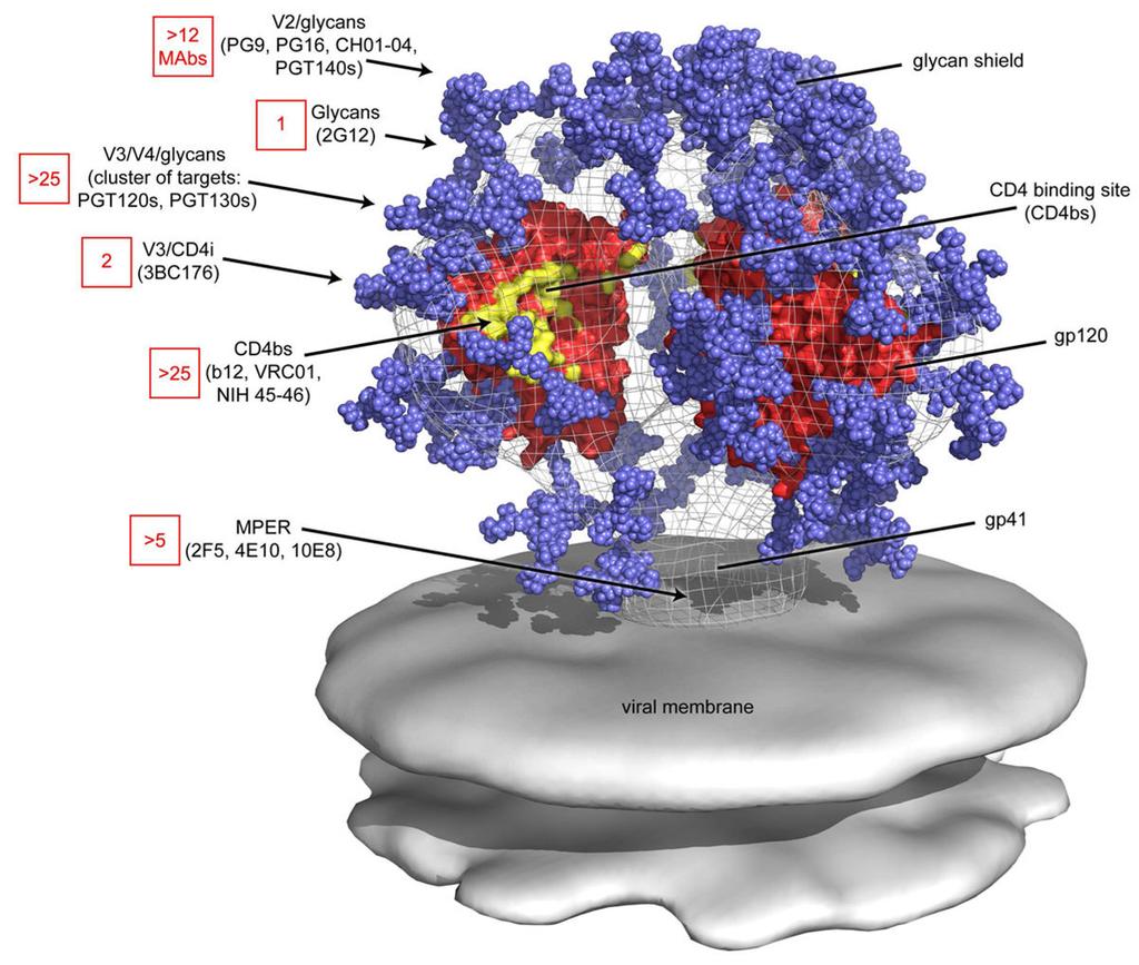 Burton et al. Page 20 Figure 1. Structure and antibody recognition of the HIV Envelope spike The molecule is a heterotrimer of composition (gp120)3 (gp41)3.