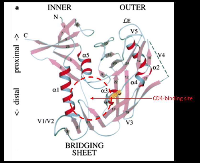 58 Figure 3: The gp120 core structure: Inner Domain (ID), Outer Domain (OD) and Bridging Sheet (BS).