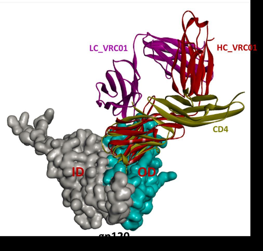 59 Figure 4: Superimposed CD4 receptor and VRC01 antibody bindings to the gp120 of HIV-1-1. [Back to text] Notes: The gp120 is depicted in a surface model.