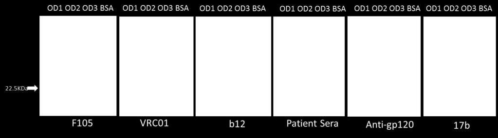 samples of OD1, OD2, OD3 and BSA were probed with pooled serum from HIV-1-1