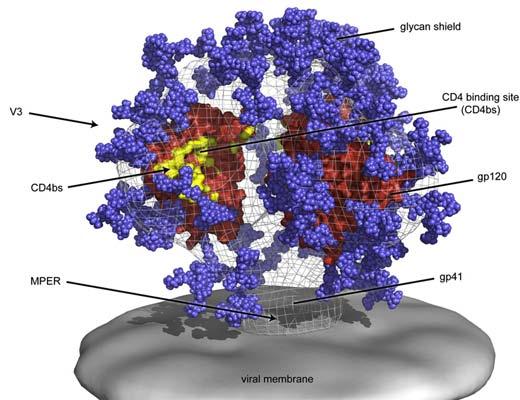 Challenge of Eliciting a Neutralizing Antibody Challenge of inducing broadly reactive neutralizing antibodies HIV-1 Env is highly glycosylated and glycans shield critical