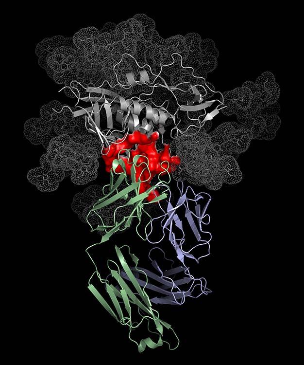 VRC01: CD4 Binding Site Antibody Panel of 190 Diverse Viral Isolates Gray: gp120 Red: CD4 binding site
