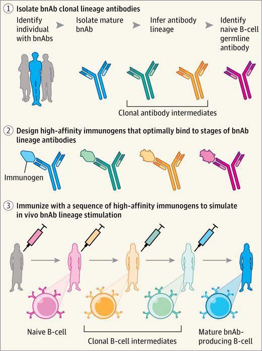 B-cell-lineage-based approach to vaccine design Plans for phase 1