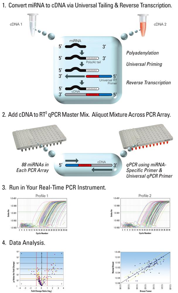 miscript mirna PCR Arrays. cdna Synthesis 1 hours.