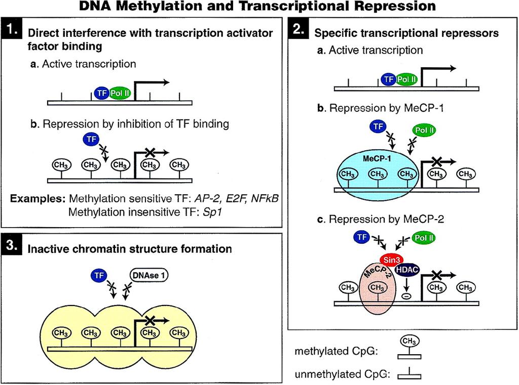 DNA Methylation and Transcriptional