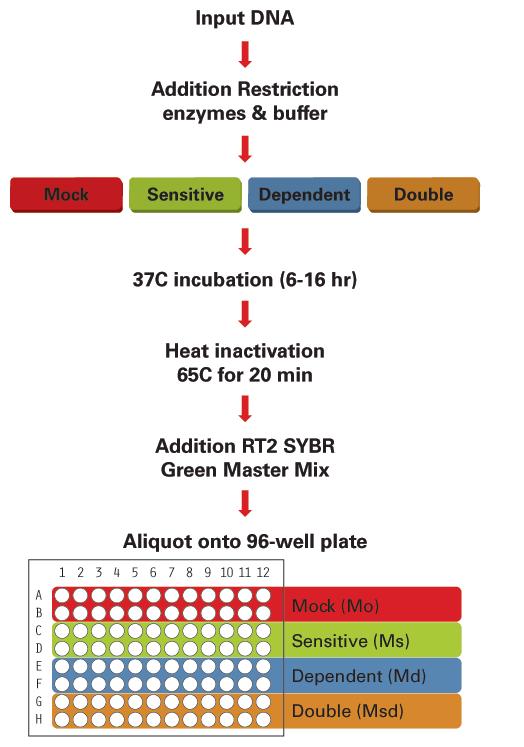 DNA Methylation PCR Array Protocol Overview (0.