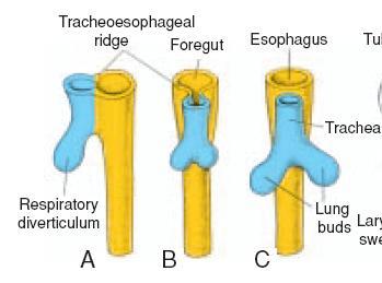 The lining epithelium of the larynx, trachea, bronchi and lung are endodermal in origin. The cartilage, muscles and connective tissue of the lung and trachea originate from the splanchnic mesoderm.