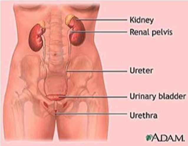 Introduction It is very serious condition that lead to renal scarring, nephric, perinephric abscess formation, sepsis. Clinical presentation is atypical in some patients. Update on the management.