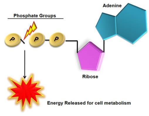 ATP (adenosine triphosphate) is made of Adenine (nitrogen base), Ribose (sugar), and 3 phosphate groups.