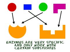 The place where the substrates fit into the enzyme is called the active site; this is where the chemical reaction occurs.
