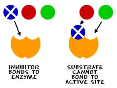 Anything that changes the shape of the enzyme (such as chemical inhibitors and environmental conditions) will affect how well the enzyme works.