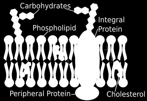 Carbohydrates = allow cell identification Phospholipids = form majority of cell