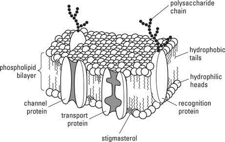 structure to the membrane and provides transport channels for facilitated