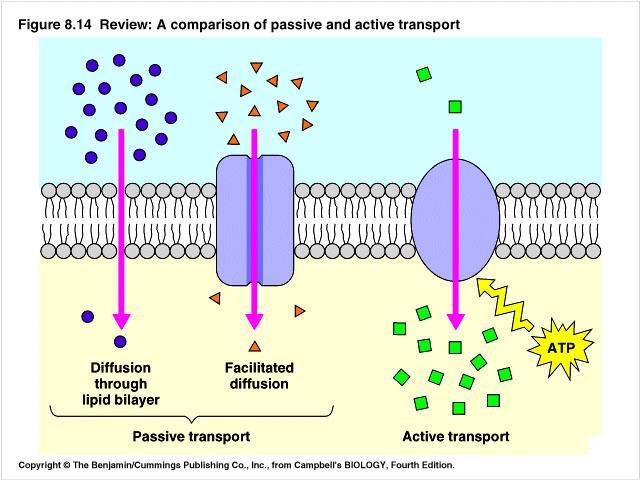 4. I can tell the difference between the types of cell transport. This means that I can identify and explain diffusion, osmosis, facilitated diffusion, active transport, endocytosis and exocytosis.