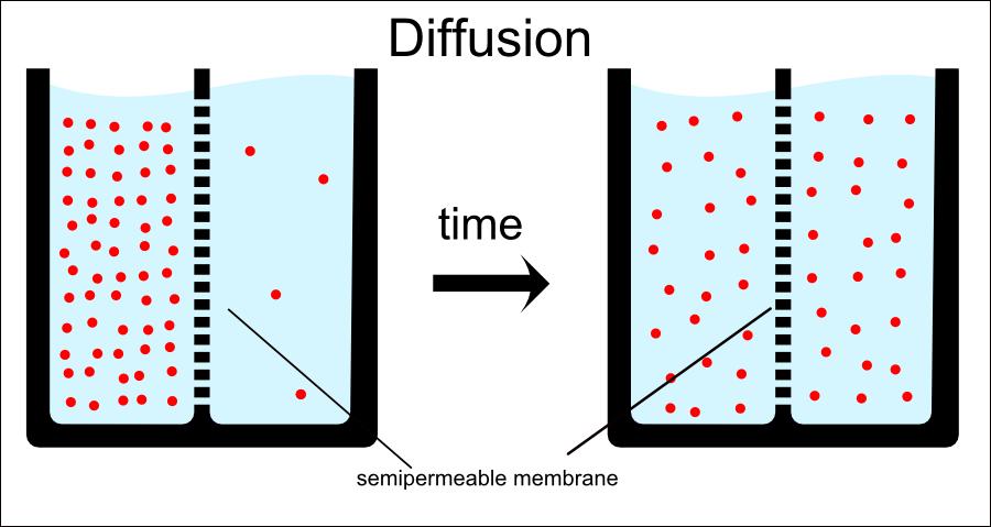 Diffusion is where molecules naturally move from areas of higher concentrations (high density or crowded ) to areas of lower concentration (low density or uncrowded ).