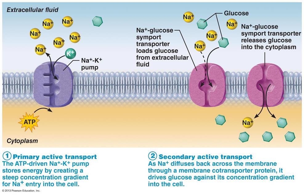 Active Transport is where molecules move against/up the concentration gradient.