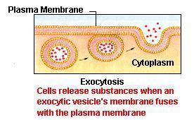 The vesicle then fuses with the cell membrane in order to release the substances into the extracellular environment (outside