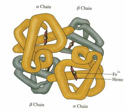 Proteins and Enzymes Part 7: Quaternary Structure Quaternary Structure the way two or more