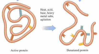 Denaturation An active protein must be in its native conformation. The primary structure is composed of amino acids connected with covalent peptide bonds that are not easily broken.