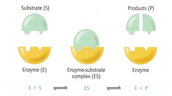 Proteins and Enzymes Part 8: Introduction to Enzymes Enzymes Catalysts increase the rate of a chemical reaction without being changed themselves.