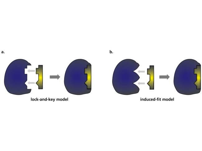 2 Models for the Enzyme Substrate Interaction Lock & Key model: The