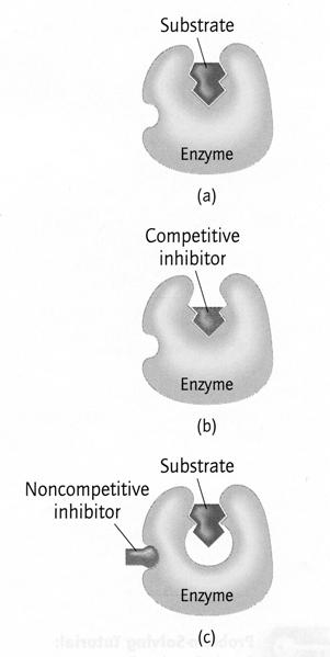 Specific Inhibition a closer look Competitive Inhibition vs Non-competitive Inhibition The activity of an enzyme is controlled by the binding at the active site.