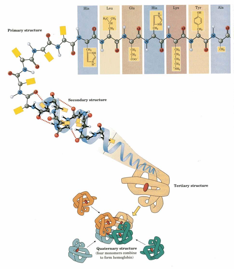Proteins and Enzymes Part 3: An verview of Protein Structure Protein: A polypeptide with