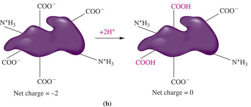 4. ph Factors Affecting Enzyme-Catalyzed Reactions Effect of ph on proteins a) This protein has overall charge of 2+ but when base is added, some of the protonated amino groups lose the protons equal