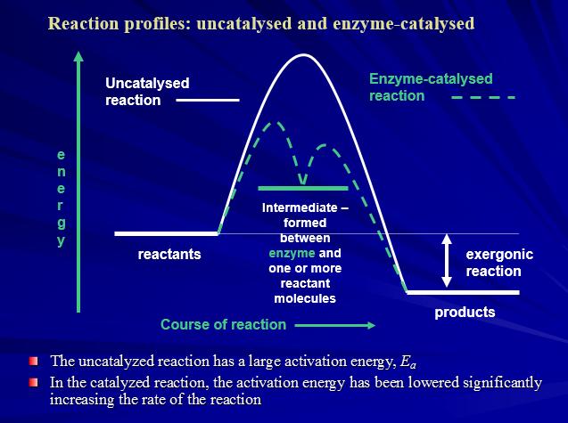Reaction profiles: uncatalysed and enzyme-catalysed (b) The 1 st step involves formation of an enzyme-substrate complex (E-S) (c) The part of the enzyme that binds with the substrate is called the