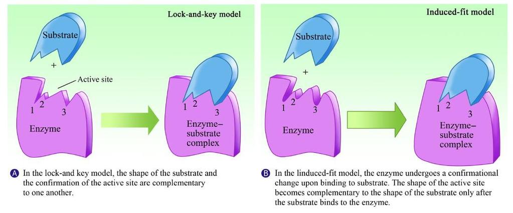 that the substrate must perfectly fit the enzyme, and the enzyme does not change.