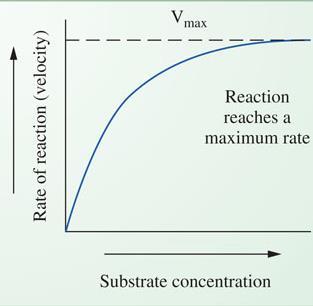 Substrate Concentration Rates of uncatalyzed reactions increase as the substrate concentration increases Rates of