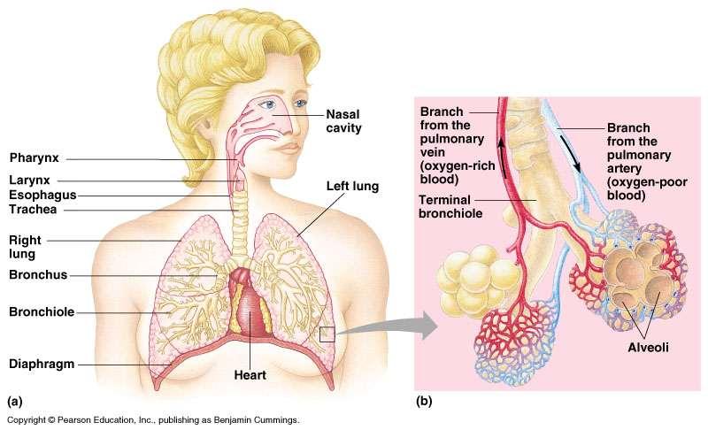 Mammalian respiratory systems Larynx (upper part of respiratory tract) Vocal cords (sound production)