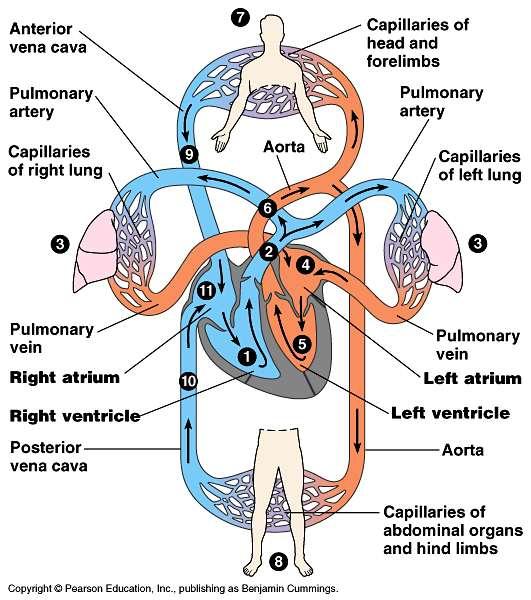 Double circulation From right ventricle to lungs via pulmonary arteries through semilunar valve (pulmonary circulation) Capillary beds in lungs to left atrium via pulmonary veins Left