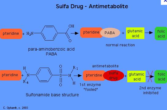 Sulfonamide structure resembles that of PABA Enzyme