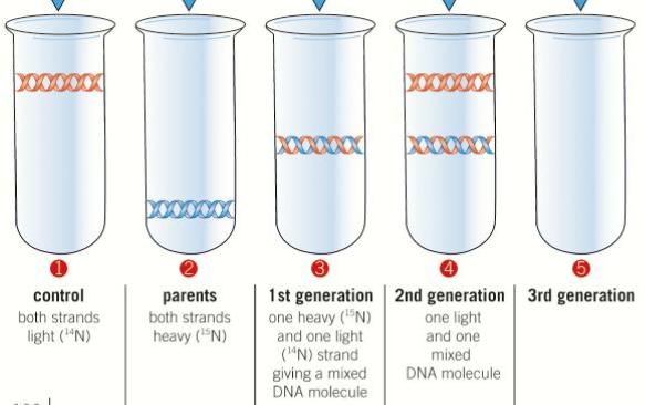 semi-conservative method of DNA replication?