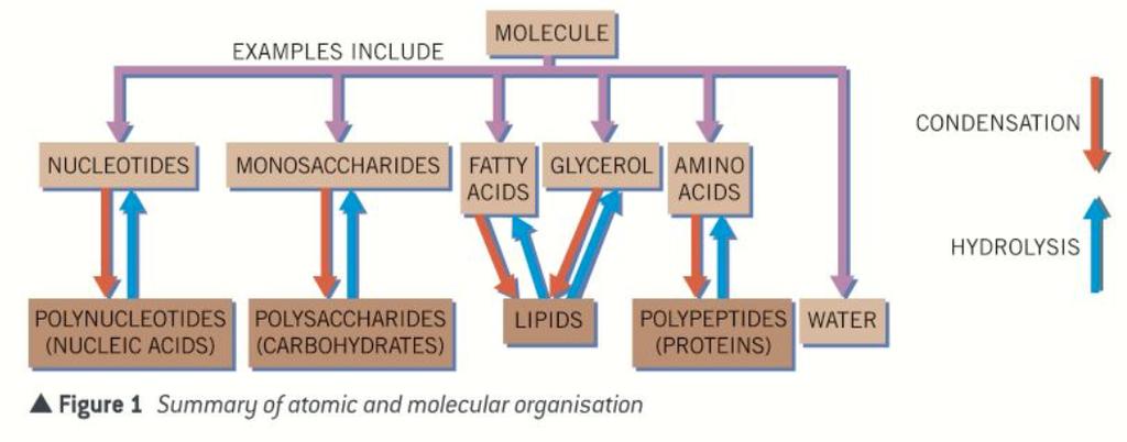 Topic 1: Biological Molecules - 3.1.1 Monomers and Polymers (p4-5) Can you explain that all living things have a similar biochemical basis? What is a monomer?
