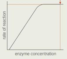 rate of an enzyme-controlled