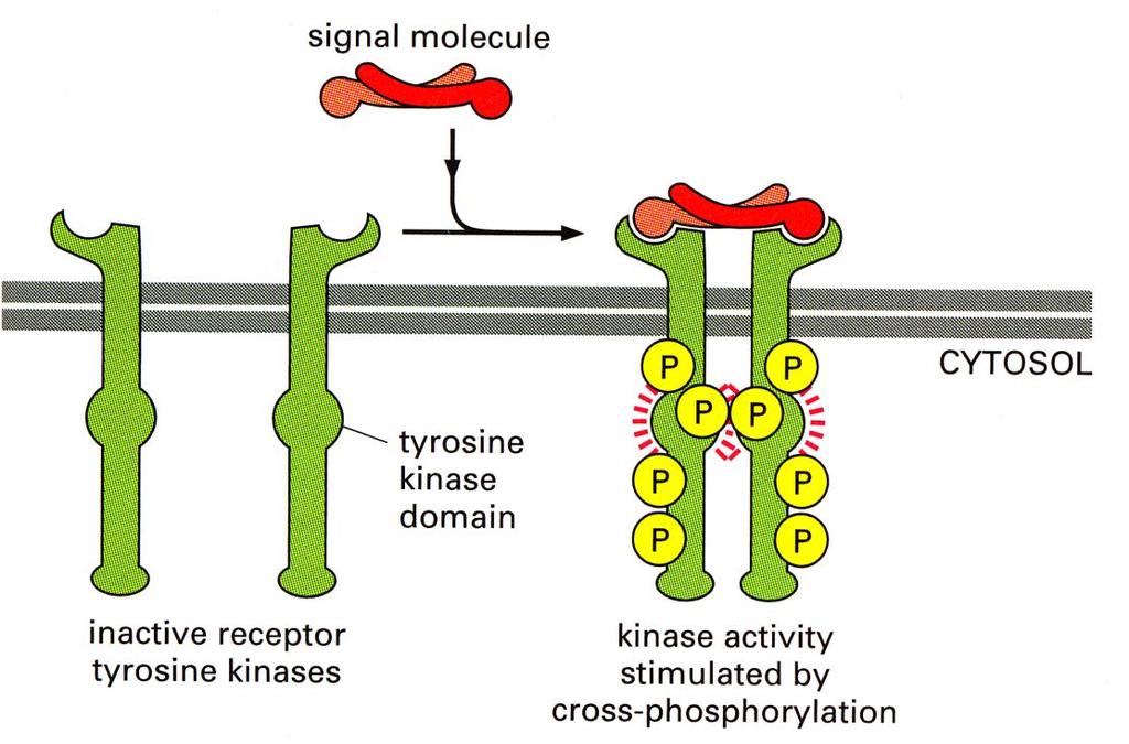 An interesting variation on the cell surface receptor theme are the Janus kinase receptors: Growth Factors, Janus Kinase Receptors, Ras Genes, and Cancer Here is a cartoon of the Janus (tyrosine)