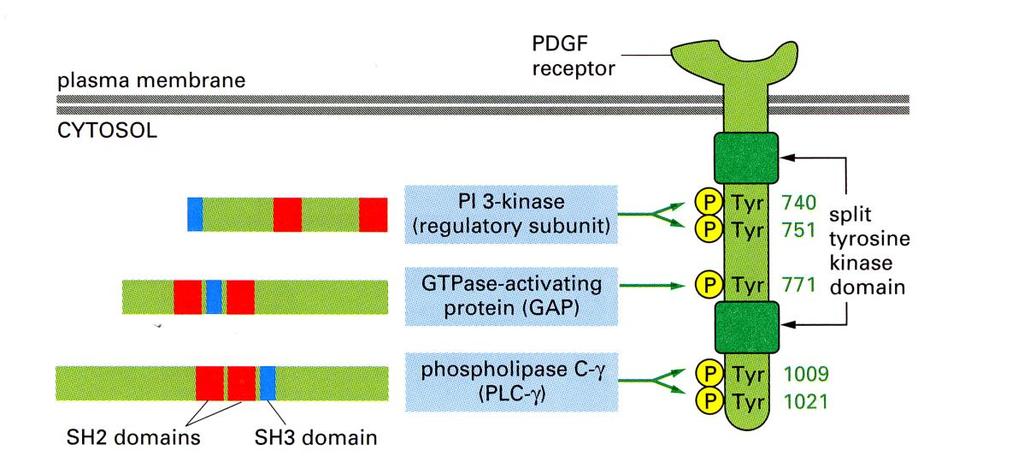 Chemical principals still apply, as may be seen by the structure of the SH2 domain that surrounds the phosphorylated