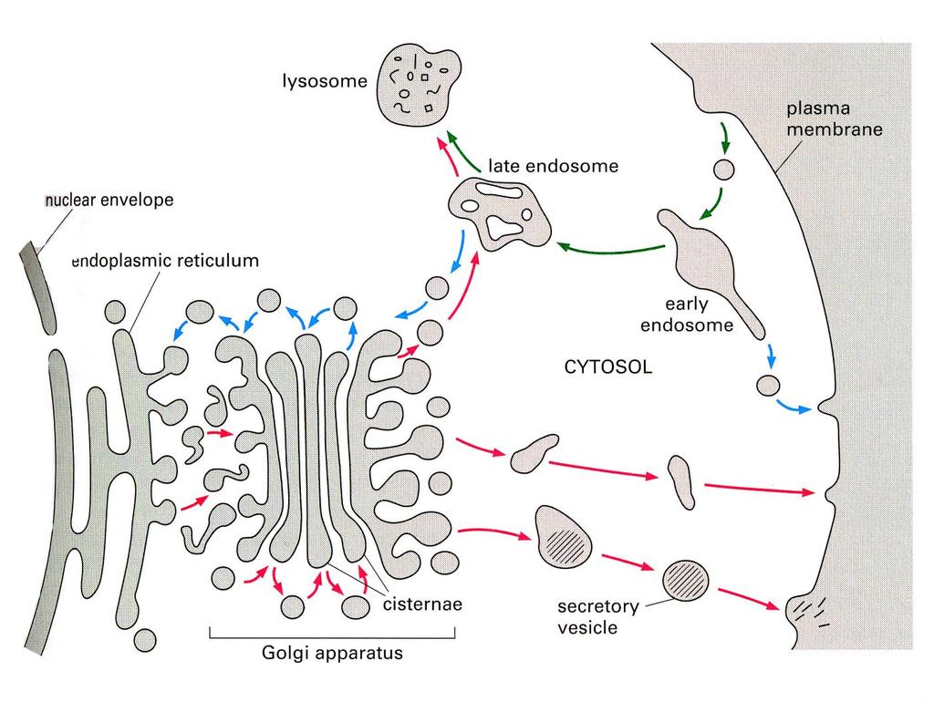 Down-regulation of receptors is brought about by removal of the receptor from the surface of the cell The process is mediated by clathrin Notice that at the stage of the early endosome, the receptor