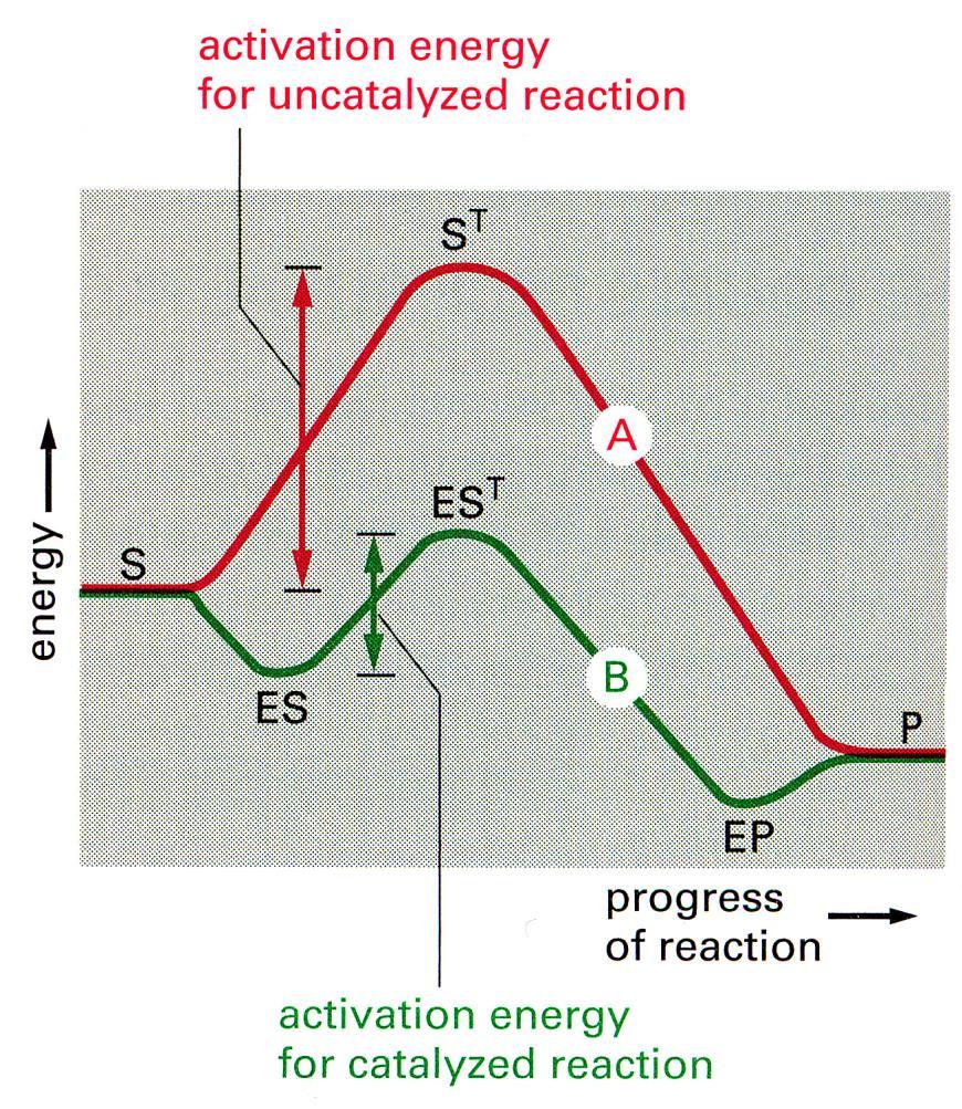Notice the lower energy state on binding substrate to enzyme. Effective enzyme inhibitors would similarly be of lower energy when bound to the enzyme compared to free enzyme and inhibitor.