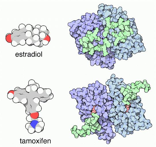 In the figure below, the estrogen receptor bound to estrogen, and the antiestrogen tamoxifen are shown.
