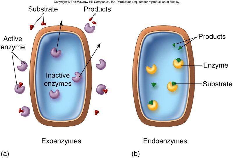 Exoenzymes are inactive while inside the cell, but upon release from the cell they become active.