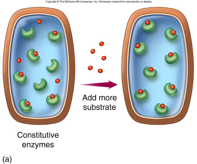 Constitutive enzymes are present in