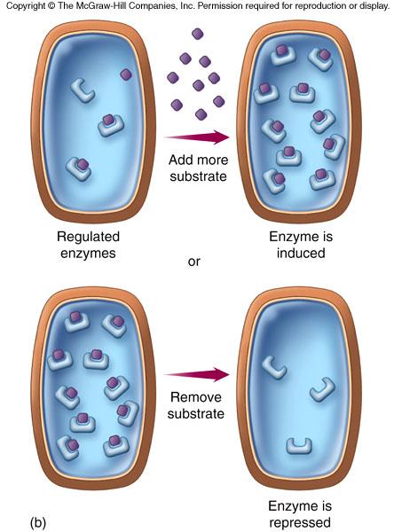 enzymes are either induced or repressed.