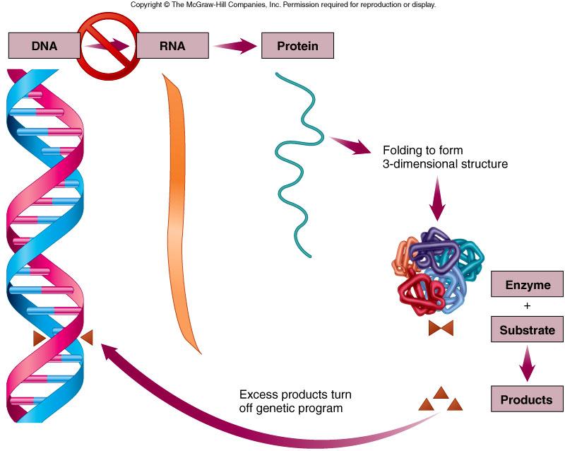Repression is when proteins can stop the expression of genes that encode for enzymes,